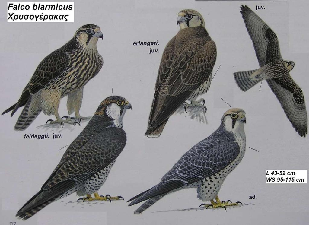 10. Χρυσογέρακας Falco biarmicus Περιγραφή πάνω μέρος κεφαλής και αυχένα ανοιχτό καστανό, στενή μυστακιακή λωρίδα, πάνω μέρη σκούρα γαλαζοκαφετί,