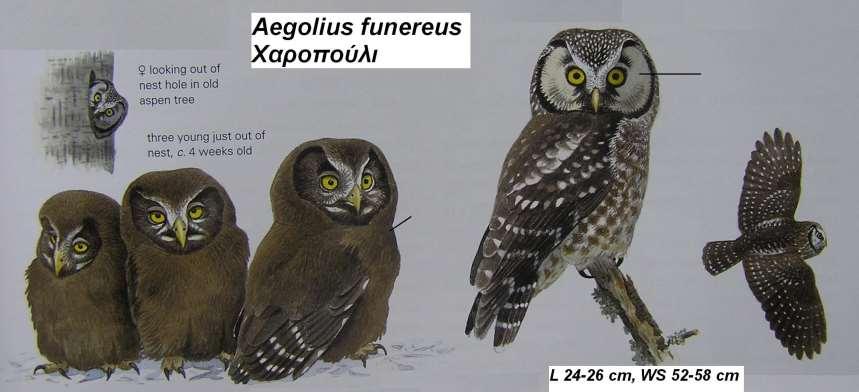 16. Χαροπούλι Aegolius funereus Περιγραφή σφαιρικό μεγάλο κεφάλι με λευκές κηλίδες, υπόλευκες δισκοειδείς περιοχές γύρω από τα μάτια που