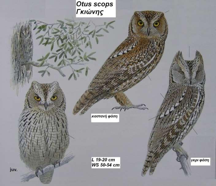 17. Γκιώνης Otus scops Περιγραφή πολύ μικρό μέγεθος, μικρά λοφία που δημιουργούν γωνιώδες κεφάλι,