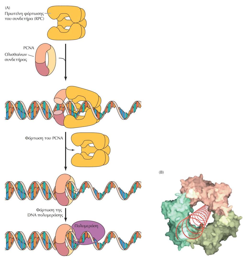 (Α) (Β) ΕΙΚΟΝΑ 6.7 Επικουρικές πρωτεΐνες των πολυμερασών.