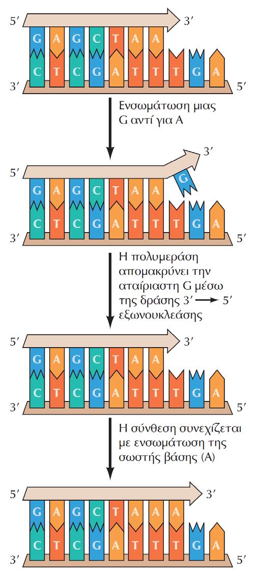 ΕΙΚΟΝΑ 6.11 Διορθωτικός έλεγχος από την DNA πολυμεράση. Μία G ενσωματώνεται στη θέση μιας A, απέναντι από μια T της αλυσίδας-μήτρας.