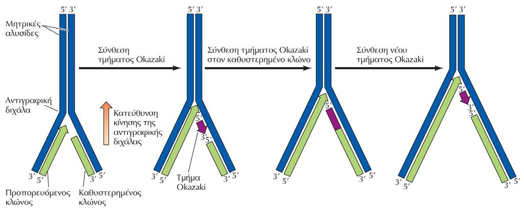 ΕΙΚΟΝΑ 6.3 Σύνθεση του προπορευόμενου και του καθυστερημένου κλώνου του DNA. Ο προπορευόμενος κλώνος συντίθεται συνεχόμενα προς τη φορά της κίνησης της αντιγραφικής διχάλας.
