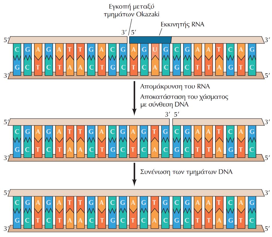 ΕΙΚΟΝΑ 6.5 Απομάκρυνση των εκκινητών RNA και συνένωση των τμημάτων Okazaki.