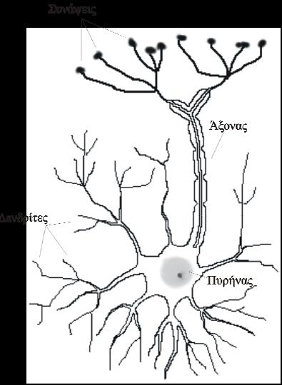 Αρχική Ιδέα Οι αρχές και λειτουργίες τους βασίζονται στο νευρικό σύστημα των ζώντων οργανισμών Έχουν ως στόχο να προσομοιώσουν τους νευρώνες του