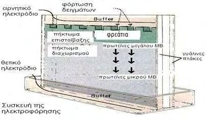 ξεκινάει ο διαχωρισμός των μορίων του δείγματος. Όλη η διαδικασία της ηλεκτροφόρησης γίνεται μέσα σε ρυθμιστικό διάλυμα ηλεκτροφόρησης (Running Buffer) (ph περίπου 8,3): Running Buffer Tris base 0.