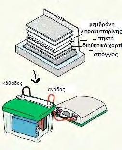 Transfer buffer γλυκίνη 39 mm Tris Base 48 mm SDS 0.037% μεθανόλη 20% Η διάταξη τοποθετήθηκε στη συσκευή ηλεκροφόρησης και προστέθηκε 1 λίτρο διαλύματος μεταφοράς.