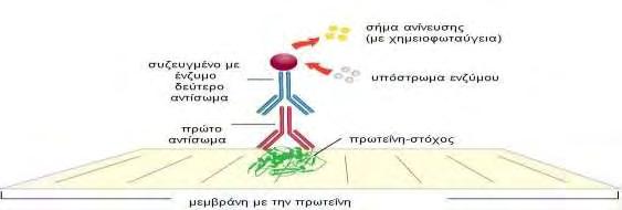 Εικ.17 Ανοσοανίχνευση της πρωτεΐνης-στόχου (προσαρμογή από www.leinco.com) 3.6. Απομόνωση ολικού RNA Μετά την κατεργασία των κυττάρων ακολούθησε απομόνωση RNA από τα κύτταρα.