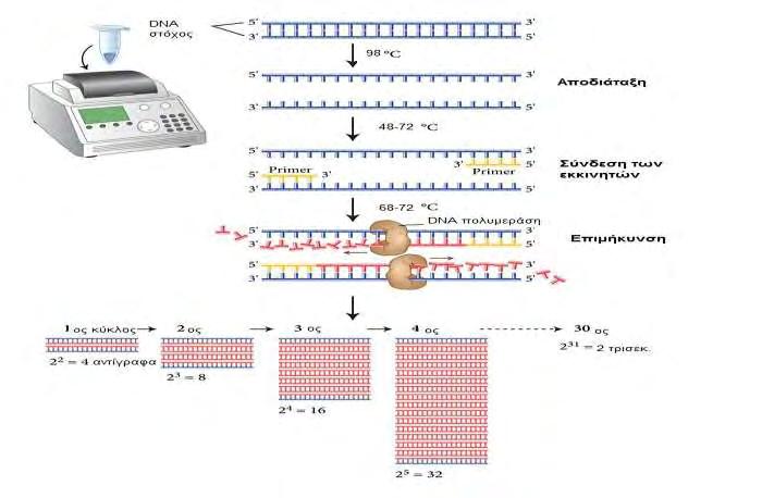 3.9. Ποσοτική PCR πραγματικού χρόνου Η αλυσιδωτή αντίδραση πολυμεράσης πραγματικού χρόνου (Real-Time PCR) βασίζεται στην κλασική PCR και χρησιμοποιείται για τον πολλαπλασιασμό και ταυτόχρονα την