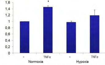 4.1.2. Έκφραση των HIF-1α mrna και RANTES mrna Ο NF-κΒ είναι υπεύθυνος για τη μεταγραφή του HIF-1α mrna σε κύτταρα του ανοσοποιητικού (Rius et al., 2008).