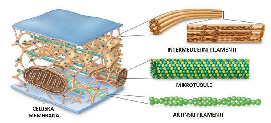 Biologija