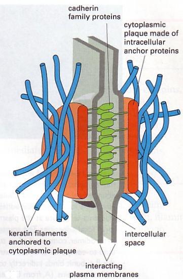 orožavanje ćelija; - glavni protein ćelija dlake i nokta Daju čvrstinu i