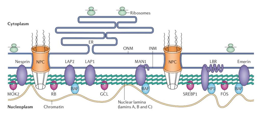 6) Filamenti nukleusne lamine Lamini A, B i C Grade nukleusnu laminu u interfazi ćelijskog ciklusa od proteina lamina A,B i C koji polimerišu u filamente (10 nm) Održavanje oblika jedra i rasporeda