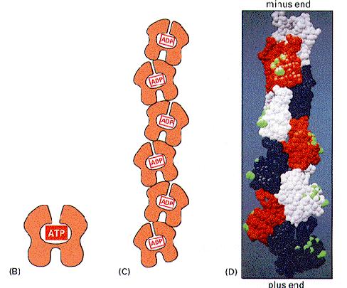 MIKROFILAMENTI Aktin Globularni protein G-aktin (43 kda) - polimerizacijom > aktinski filamenti - F aktin 1 aktinski mikrofilament 2 lanca polimerisanih monomera G-aktina (heliks) G-aktin + Mg + ATP