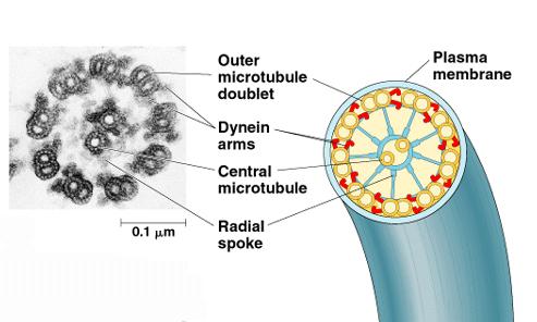 Nekoliko asociranih proteina: 1) Dinein motorni protein hidroliza ATP-a E za kliženje mikrotubula unutar svakog para aksoneme pokreti