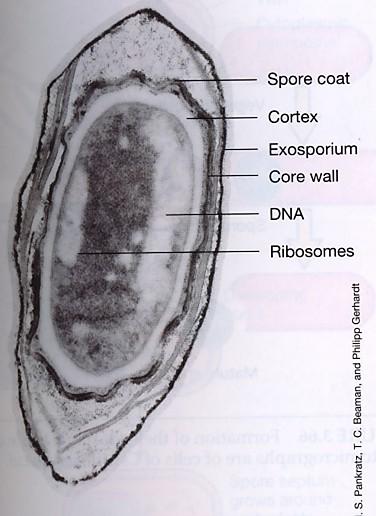 Struktura spore Sredica dehidrirana citoplazma, ki vsebuje DNK, ribosome, encime, vse kar potrebuje za ponovno rast in s tem povrnitev v