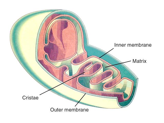 Zgradba mitohondrija Dve membranski vrečki druga v drugi, znotraj pa je gmota matriks Membrana je podobna elementarni membrani s fosfolipidnim dvoslojem in vključenimi beljakovinami, membrana je zelo