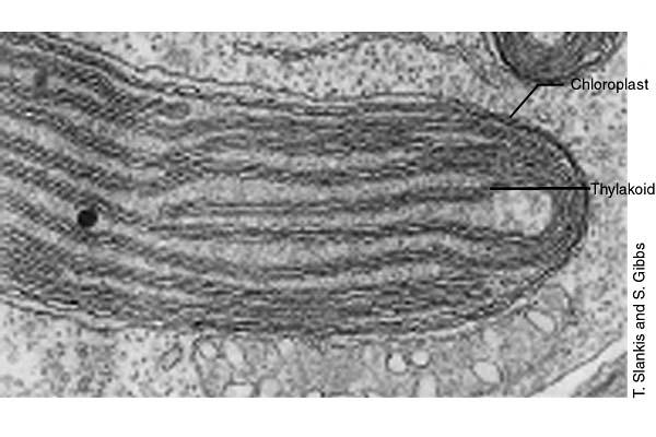 Zgradba kloroplasta Notranja membrana omejuje stromo v kateri je sistem ploščatih, membranskih vrečic tilakoid, ki so urejene v sklade (grane) V membrani tilakoida so klorofili in nosilci elektronov