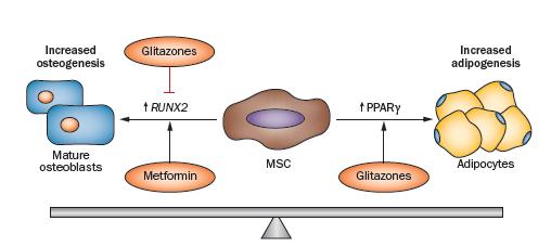 Ο υποδοχέας PPAR-γ ελέγχει τη διαφοροποίηση των λιποκυττάρων και οστεοβλαστών Glitazones simultaneously