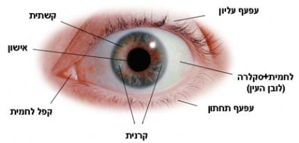 פרק יב'- עדשות ומראות במכשירים אופטיים פרק ט' - מכשירים אופטיים עדשות ומראות הן רכיבים הכרחיים במכשירים אופטיים. תפקידן ליצור תופעות אופטיות של ריכוז או פיזור של אור במכשיר האופטי, שמאפשר לראות אותן.