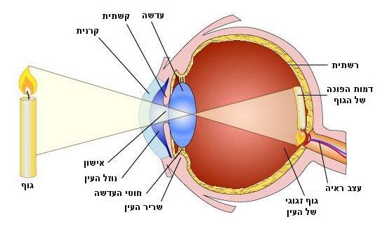 זוג העיניים מאפשרות לנו שדה ראיה רחב, וכמובן לראות צבעים, צורות ותנועות. יכולת הראיה שלנו מוגבלת למרחק מסוים של גופים מהעיניים, וכל זאת בתנאי שיש מקור אור המאיר את הגופים והסביבה.