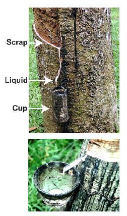 Rubber (elastomer)