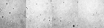 ΚΟΛΛΟΕΙΔΗ Σωματίδια με μέγεθος ~ 10-10000 nm Σφαιρικά Ραβδωτά, Ινώδη Δίσκοι, Φυλλόμορφα Πολυμερικά (Latex, PS, PMMA) Πυριτικά ( Silica ) Μεταλλικά (Χρυσός, TiO 2 ) Ίνες αμιάντου, Ράβδοι βοεμίτη