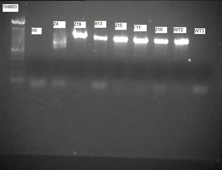 Η παρτίδες 079535 και 127310 παρουσίασαν μία εικόνα παρόμοια με την εικόνα που παίρναμε στα ετερόζυγα φυτά δίνοντας μία μπάντα κοντά στα 600 bps και μια μπάντα κοντά στα 1100 bps δίνοντας την