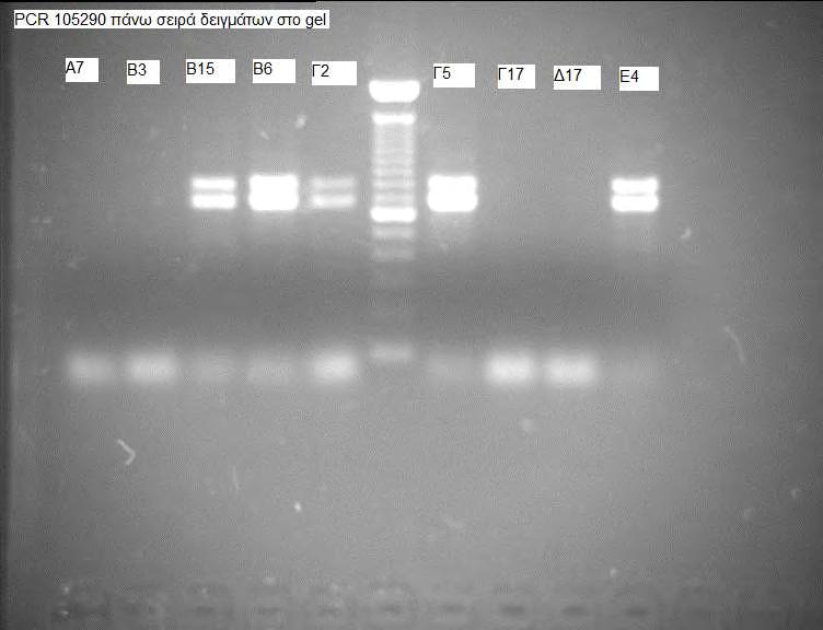 PCR products σε δυο σειρές στο ίδιο gel πήραμε