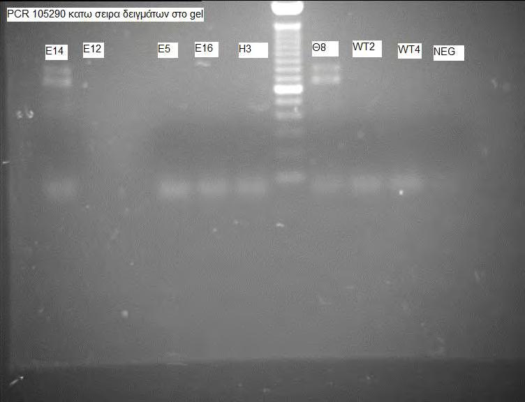 Τα δείγματα Α7, Β3, Γ17, Δ17, Ε5, Ε16, Η3, WT2, WT4 δεν έδωσαν εικόνα (πιθανότατα γιατί είχε γίνει απομονωθεί μικρή ποσότητα DNA από τα αντίστοιχα φυτά).