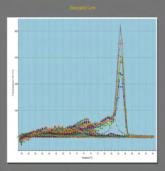 Βλέπουμε ότι ενώ η PCR για την UBQ έχει δουλέψει κανονικά, φαίνεται όμως ότι για τα άλλα δύο γονίδια δεν έχουμε πάρει καμπύλες που θα μας έδιναν