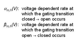Το κάθε δυναμικό εξαρτάται από την αναλογίες των κλειστών καναλιών(1-n) όπου πολλαπλασιάζεται με το ποσοστό ανοίγματος μείον το ποσοστό όπου τα κανάλια είναι ανοιχτά (n) και πολλαπλασιάζεται με το