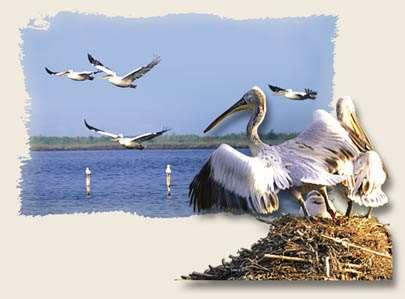 Ελλάδας για τα υδρόβια πουλιά που ξεχειμωνιάζουν στη χώρα μας, καθώς και για άλλες μορφές ζωής. Φωτ. 3: Αργυροπελεκάνοι στον Αμβρακικό κόλπο (http://www.artino.