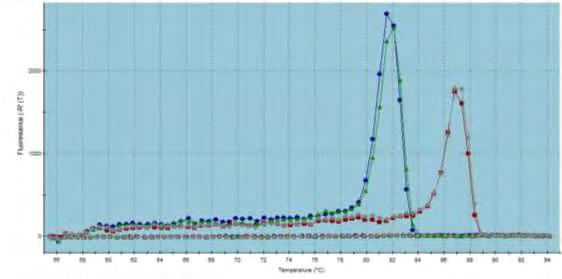 Β Dissociation Curve: Διάγραμμα διάστασης σήματος φθορισμού. Η πράσινη καμπύλη αντιπροσωπεύει τα προϊόντα από τα κύτταρα στα οποία αποσιωπήθηκε η CNOT6, ενώ η μπλε, τα προϊόντα από τα mock κύτταρα.