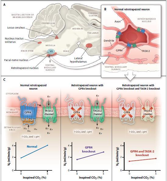 NEJM 2015 Kumar Ο «ρετροτραπεζοειδής νευρώνας» έχει κεντρικό ρόλο στην ρύθμιση του αερισμού, ως «κεντρικός χημειοϋποδοχέας» ευαίσθητος στο CO2, ph