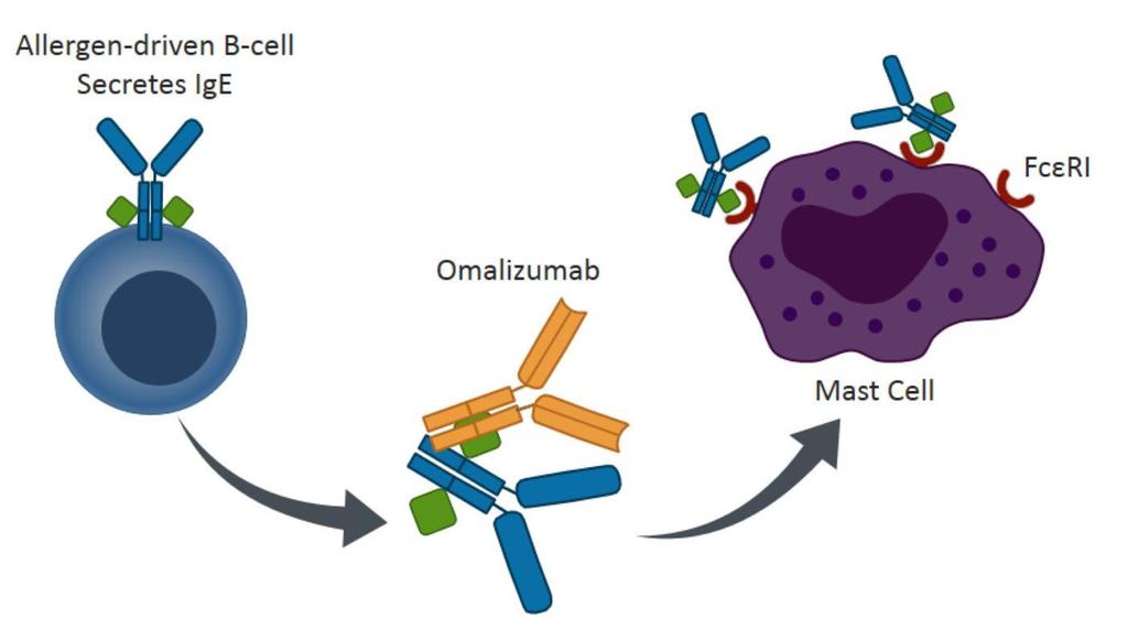 Anti-IgE therapy: Omalizumab Busse W, J