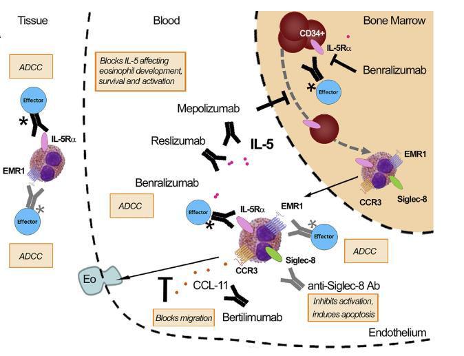 Anti-IL5/IL5-R Therapy: Mepolizumab, Reslizumab,