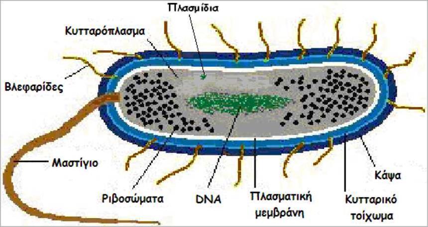 Κυτταρική