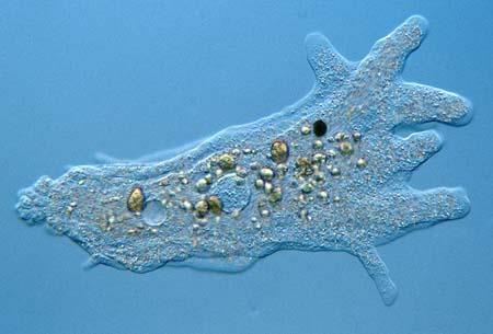 Πρωτόζωα o Τα πρωτόζωα είναι μονοκύτταροι ευκαρυωτικοί οργανισμοί.