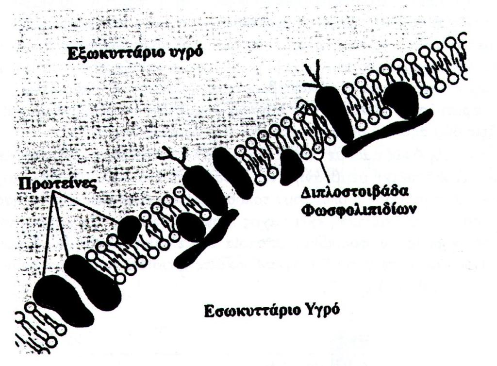 Μεμβράνη Κυττάρων Οργάνωση φωσφολιπιδίων σε διπολικό στρώμα μέσα σε υδατικό μέσο: - Απομάκρυνση υδρόφοβων ουρών από υδατικό μέσο. - Τοποθέτηση υδρόφιλων κεφαλών μεταξύ ύδατος & ουρών.