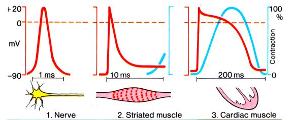 Δυναμικό Δράσης Νεύρα και κύτταρα μυών : Γρήγορη επαναπόλωση Διάρκεια δυναμικού δράσης πολύ μικρή ~ 1msec