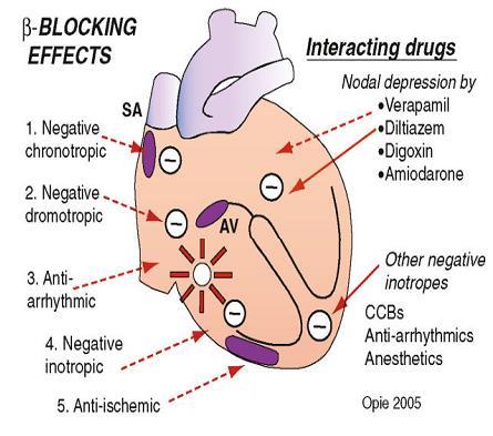 Antiaritmijsko dejstvo beta blokatora Inhibicija elektrofizioloških efekta adrenergičke stimulacije