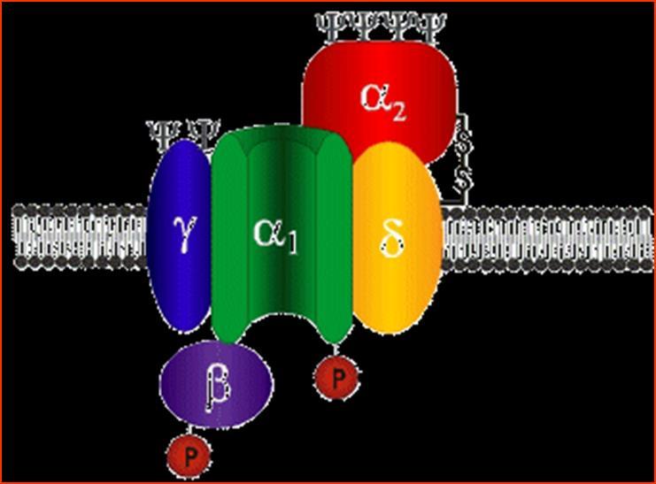 zavisni (L, N, P, Q, R, T) Receptorski Ca-kanali