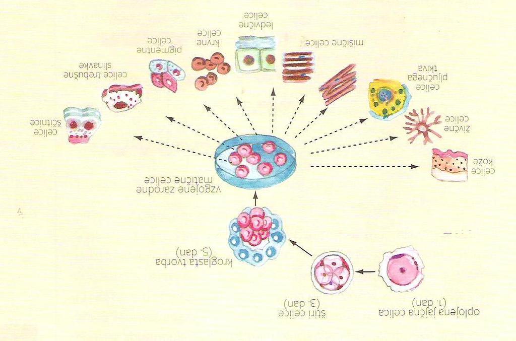 Eno izmed področij se ukvarja z uporabo matičnih celic.