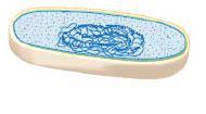 που έχει τυχόν καταναλωθεί. Κυτταροσκελετός: Είναι ένα σύστημα πρωτεϊνικών νηματίων που δημιουργούν «δίκτυα» στο εσωτερικό του κυττάρου.