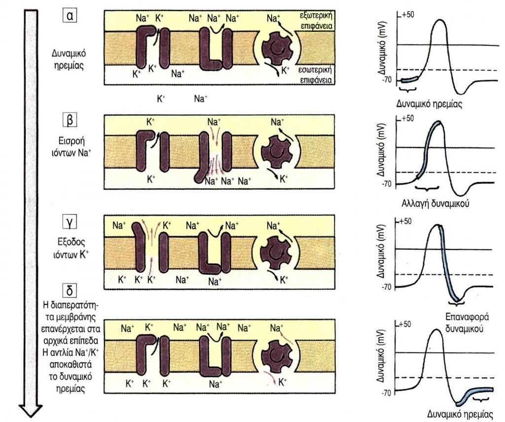 5.ΗΛΕΚΤΡΙΚΑ ΦΑΙΝΟΜΕΝΑ ΣΤΑ ΚΥΤΤΑΡΑ 5.1 ΔΥΝΑΜΙΚΟ ΗΡΕΜΙΑΣ Σε όλα τα κύτταρα υπάρχει διαφορά δυναμικού μεταξύ του εσωτερικού και του εξωτερικού της κυτταρικής μεμβράνης.