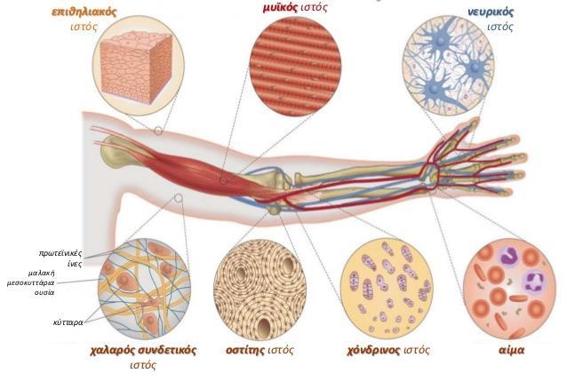 7. ΤΑ ΕΙΔΗ ΙΣΤΟΥ ΣΤΟ ΑΝΡΘΩΠΙΝΟ ΣΩΜΑ Εισαγωγή Σχήμα 7.1 Τα είδη του ιστού στον άνθρωπο Το σώμα ενός μέσου ενηλίκου έχει περίπου 100 τρισεκατομμύρια κύτταρα (2014).
