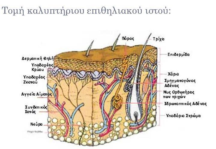 ιστού 6 Τομή καλυπτήριου επιθηλιακού ιστού 7