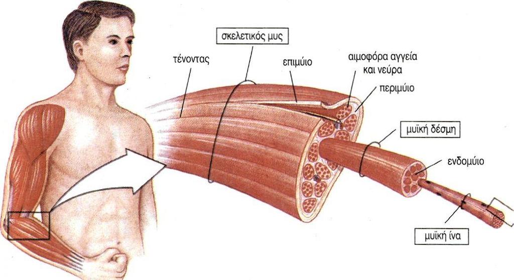 10 Σκελετικός μύς Το μυϊκό σύστημα είναι το σύστημα οργάνων που ελέγχει τις κινήσεις του