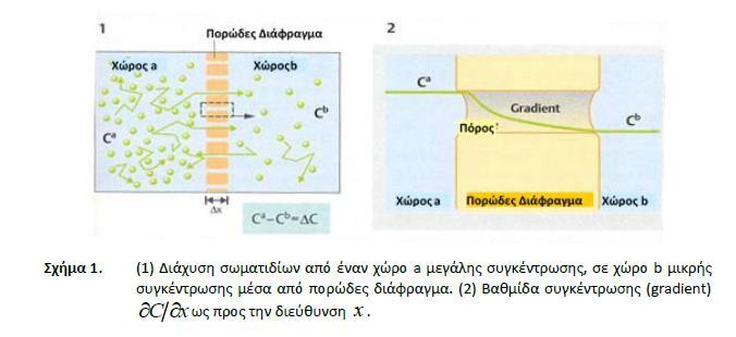 10.2 ΜΗΧΑΝΙΣΜΟΙ ΜΕΤΑΦΟΡΑΣ ΣΤΗΝ ΚΥΤΤΑΡΙΚΗ ΜΕΜΒΡΑΝΗ 10.2.1 Διάχυση Η διαφορετική συγκέντρωση μιας ουσίας σε κάποιο χώρο προκαλεί μετακίνηση από το χώρο μεγαλύτερης συγκέντρωσης προς το χώρο μικρότερης συγκέντρωσης και ισχύει ο νόμος του Fick: Σχέση 10.
