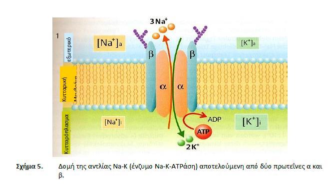 Σχήμα 10.5 Δομή της αντλίας Na-K Σχήμα 10.
